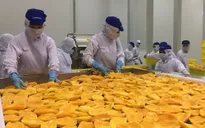 Vùng nguyên liệu lớn - Yếu tố tiên quyết để đặt nhà máy chế biến nông sản
