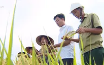 Quê lúa Thái Bình khát vọng trở thành tỉnh giàu mạnh của khu vực miền Bắc