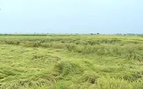 Mưa lớn gây thiệt hại hàng ngàn ha lúa