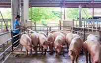 Giá lợn hơi dưới 70.000 đồng/kg, 1,7 triệu hộ chăn nuôi nhỏ lẻ gặp khó