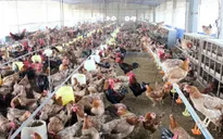 Đối xử nhân đạo với vật nuôi, ngành chăn nuôi phấn đấu vào nhóm tiên tiến vào năm 2030