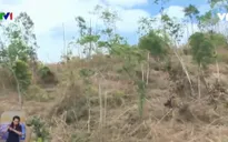 Bất an mùa mưa lũ ở nơi phá rừng làm rẫy