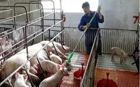 Nông nghiệp Hà Nội phát triển vượt trội nhờ áp dụng mô hình công nghệ cao