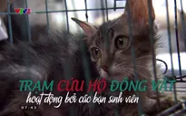 Trạm cứu hộ chó mèo của các bạn sinh viên Hà Nội