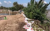 Nhiều đoạn đê bao bị vỡ do triều cường, hàng chục nghìn ha lúa và hoa màu ngập úng