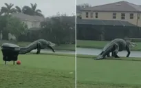Cá sấu khổng lồ dài 3m bất ngờ “tập kích” sân golf