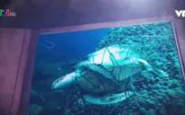 Những mối đe dọa đối với rùa biển Côn Đảo