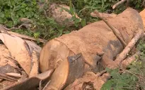 Rầm rộ nạn phá rừng tự nhiên, chiếm đất ở Khánh Hòa