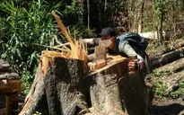 Lâm Đồng: Điều tra vụ phá rừng bạch tùng cổ thụ ở Đạ Đờn