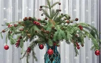 Chưa tới Noel, người dân Hà Nội đã săn lùng thông tươi về cắm