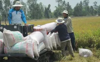 Giá gạo xuất khẩu của Việt Nam tăng cao kỷ lục