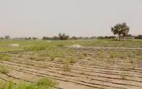 Nông nghiệp thông minh ở vùng sa mạc