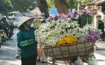 Cúc họa mi đẹp tinh khôi gọi đông về trên phố Hà Nội