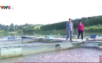 Kon Tum: Hiệu quả liên kết trong sản xuất nông nghiệp