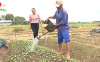 Dốc sức khôi phục sản xuất nông nghiệp sau lũ