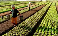 Các tỉnh miền Trung cần gần 9.500 tỷ đồng để khôi phục sản xuất nông nghiệp