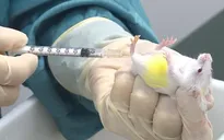 Vaccine COVID-19 chuẩn bị thử nghiệm đã có đáp ứng miễn dịch tốt