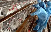 Phát hiện ổ dịch cúm gia cầm nguy cơ lây nhiễm cao tại Nhật Bản