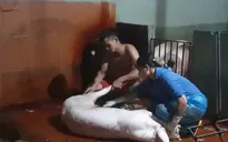 Có đoàn kiểm tra, cơ sở giết mổ tự phát vẫn... mặc kệ