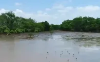 Về với rừng ngập mặn Cù Lao Dung, Sóc Trăng