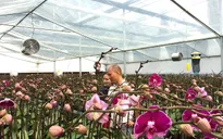 Tất tật về lan Hồ Điệp chơi Tết