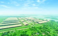 Ngỡ ngàng thủ phủ bò sữa Việt Nam