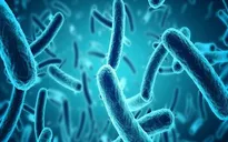 Xác định độc tố cho thấy khuẩn E.coli gây tiêu chảy kéo dài