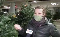Người dân châu Âu chọn cây thông Noel như thế nào?
