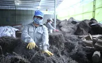 1.000 tấn thạch đen đầu tiên xuất khẩu chính ngạch sang Trung Quốc
