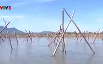 Vì sao nhiều diện tích rừng ngập mặn bị chết?