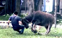 Trâu "điên" gây náo loạn công ty, húc nhiều công nhân
