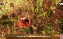Giống hoa lan mới bị xướng danh ‘xấu nhất thế giới’