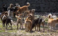 Cách ly toàn bộ chó, mèo của 1 huyện trong 14 ngày phòng bệnh dại
