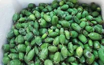 Mang hàng nghìn quả thuốc phiện tươi đi bán, hai đối tượng bị bắt giữ