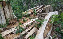 Xử lý nghiêm đối tượng phá rừng trong Khu bảo tồn thiên nhiên Ea Sô