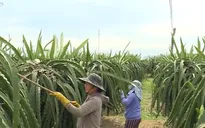 Hỗ trợ nông dân nghèo bị ảnh hưởng bởi dịch COVID-19