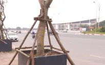 Bất ngờ với cách trồng cây "độc lạ" trên vỉa hè Hà Nội