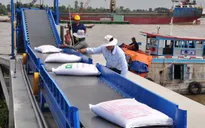 Xuất khẩu gạo 2020: Một năm nhiều đột phá
