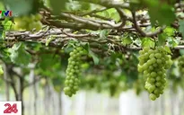 Bất lực vì giống cây trồng bị xâm phạm bản quyền