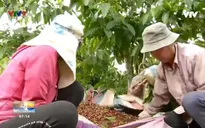 Tăng cường bảo vệ cà phê cho bà con.