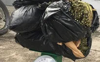 Truy tìm đối tượng giả vờ bán rau để vận chuyển cần sa