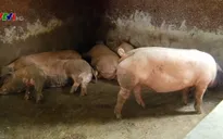 Nguy cơ bùng phát lại dịch tả lợn châu Phi