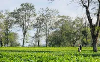 Biển hồ chè Pleiku - Sắc xanh đầy sức sống