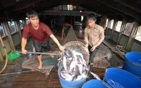 Giá cá tra tại ĐBSCL tăng trở lại