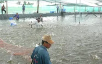 Nhiều động lực để ngành tôm Việt bứt phá
