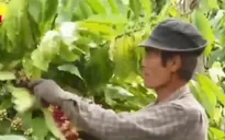 Cà phê đến kỳ thu hoạch, người dân lập tổ đội bảo vệ phòng trộm cắp