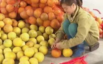 Bưởi Bắc Giang xuất sang Nga