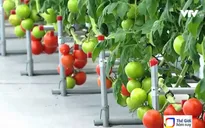 Giới trẻ Hàn Quốc biến đất nông nghiệp thành những "mỏ vàng"