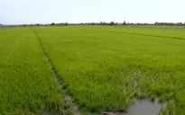 Nhiều giải pháp cứu lúa mùa hạn mặn tại Trà Vinh
