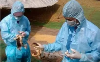 Các địa phương triển khai phòng chống dịch cúm gia cầm H5N6